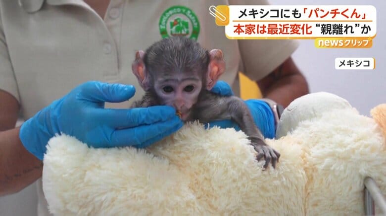 メキシコの動物園で生まれたサルの「ユウジ」