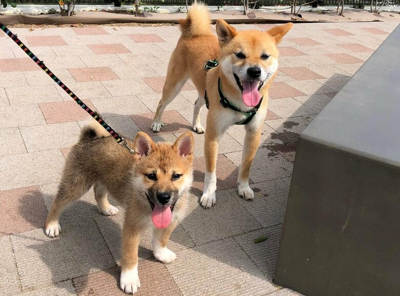 2匹でドッグランにも行くように