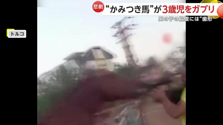 馬はオマルくんの脇腹にかみつき、3メートルほど放り投げたという