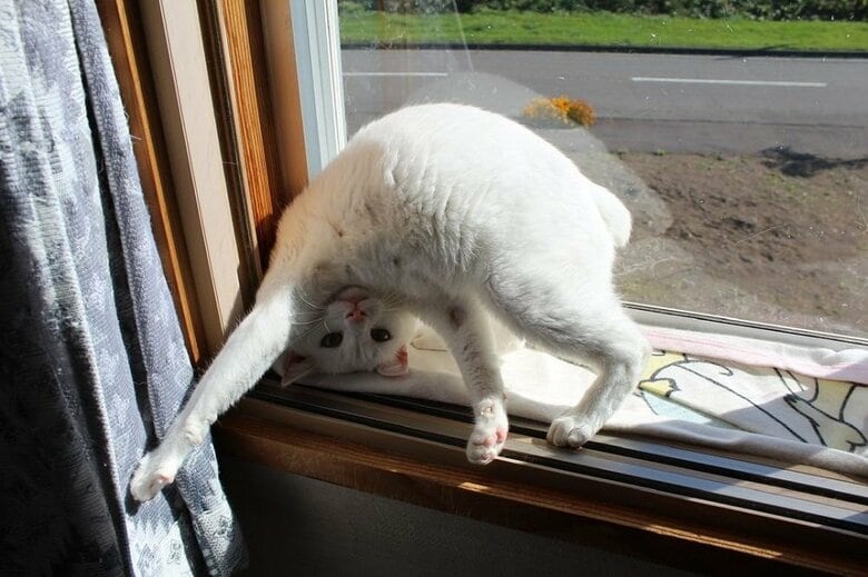 窓際でポーズ…