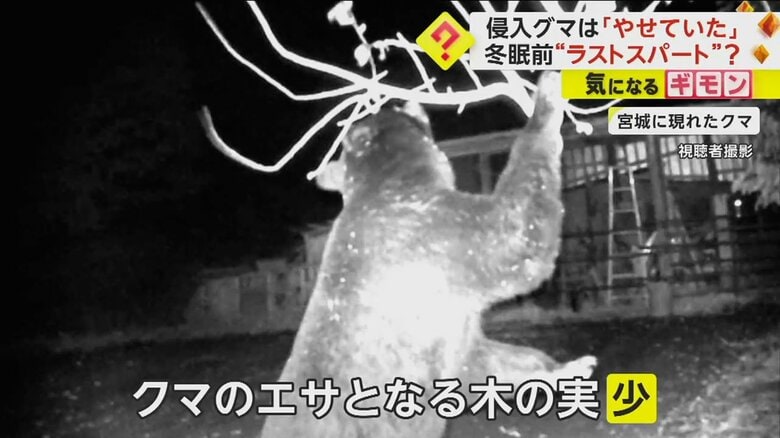 カメラに映った、クマが木の実を食べようとする様子