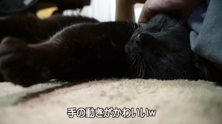 リラックスしている黒ちゃん