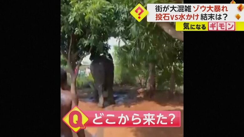 水場にいるアフリカ象。どこから来た？
