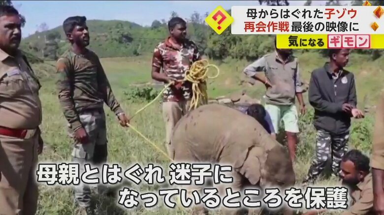 迷子になっているところを保護されていたゾウ