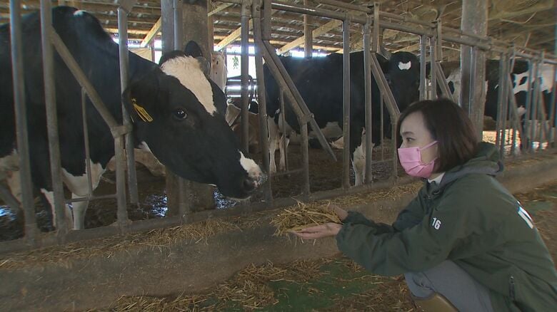 値上がりするウシの餌