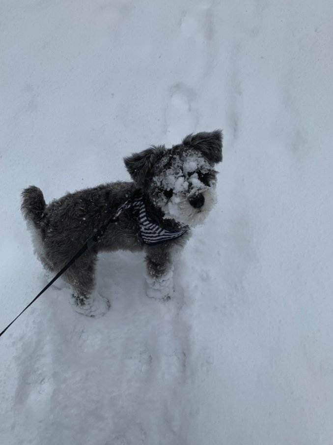 雪遊び大好き（提供：くぅさん）