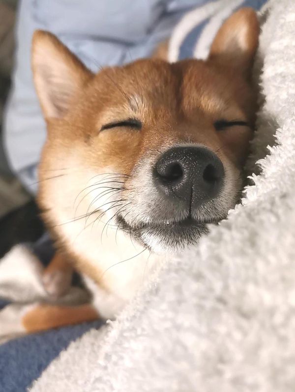 提供：まめふく&ゆめくりさん