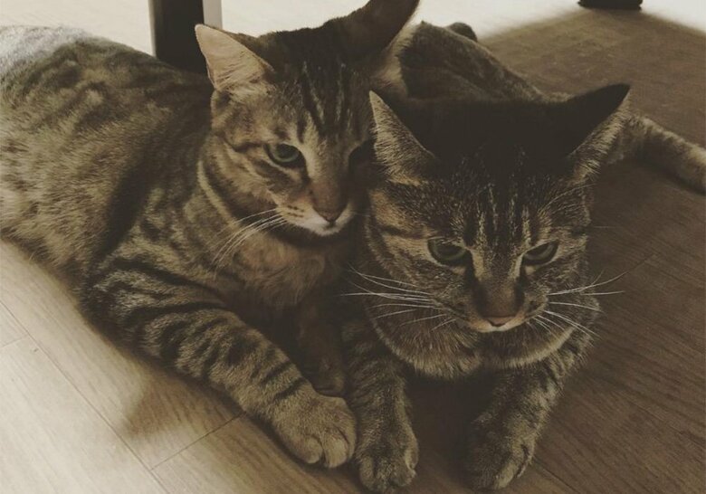 絆で結ばれているかぼすくんとゆずちゃん（右）