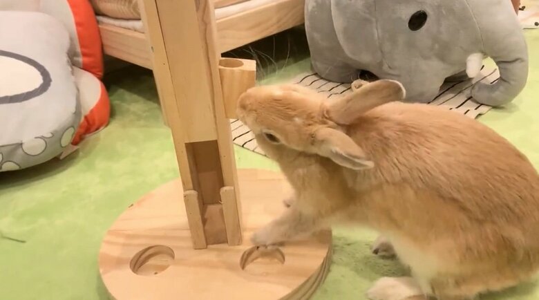 提供：げんまいとうるちさん