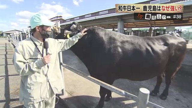 成長し、首回りの肉が太くなった金華勝