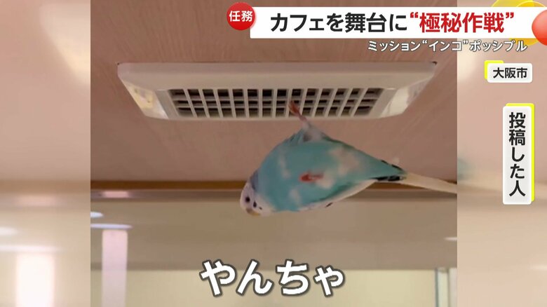 やんちゃなオスのセキセイインコのあおちゃん