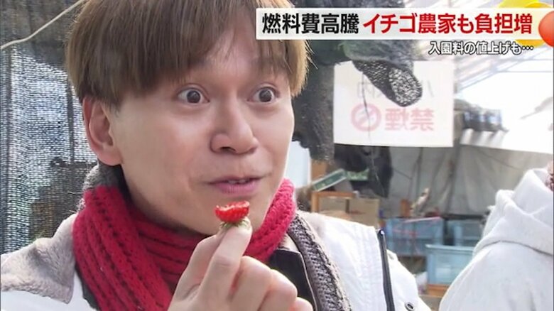 摘み取ったばかりのイチゴを味わう外国人観光客