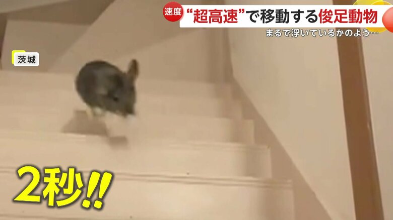 わずか2秒で階段を登るおはぎくん（映像提供：@ohagitopapa）