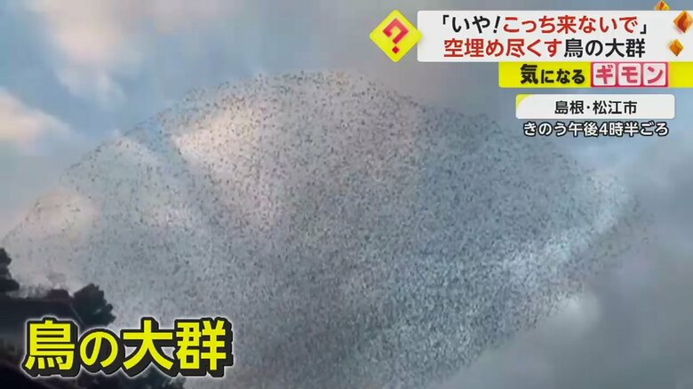 空を埋めつくすような鳥の大群