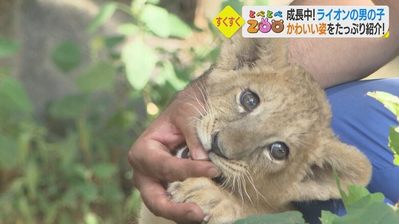 生後2カ月半、兄弟や母親とじゃれながら狩りに必要な筋肉を鍛えていく時期