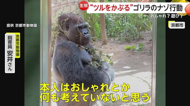 京都市動物園の飼育員・安井さんは「本人はおしゃれとか何も考えていないと思う」と話す