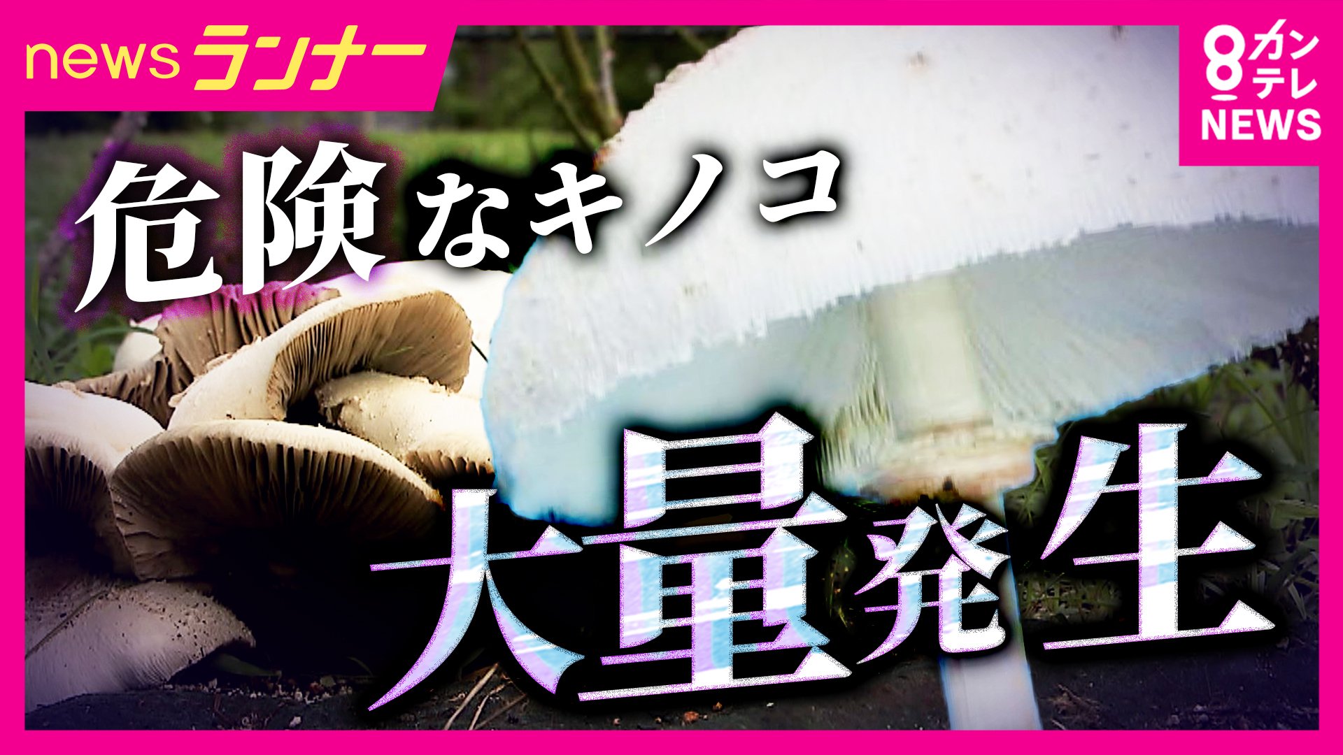 危険な“毒キノコ”に要注意 食べると嘔吐や下痢 白い大きなキノコの正体は「オオシロカラカサタケ」 原因は“長雨”か 身近な公園にも大量発生