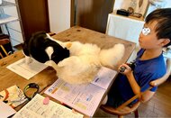 ママ「猫のケンカを止めて！」小3長男が“歌って仲裁”にほっこり…効果はあったのかその後を聞いた