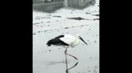 電柱の巣で生まれたコウノトリ　田んぼでバッタやカエルなど2時間の食事　足環の色から3年前に巣立ったメスの可能性