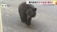 【クマ】すでに前年比3倍超の目撃…舟形町で体長約50センチの子グマ駆除・各地で相次ぐ出没　山形