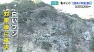 世界遺産宮島の原生林が大ピンチ　数千羽の「黒いギャング」対策は効果なく…被害は拡大