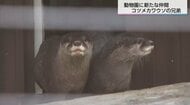 コツメカワウソの兄弟がやってきた　待つこと45分、小窓から覗いた愛くるしい顔と絶滅危惧の現実　宮崎市フェニックス自然動物園