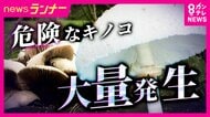 危険な“毒キノコ”に要注意　食べると嘔吐や下痢　白い大きなキノコの正体は「オオシロカラカサタケ」　原因は“長雨”か　身近な公園にも大量発生