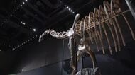 地上最大の生き物「竜脚類」の謎に迫る　福井県立恐竜博物館特別展が10日開幕　全長19ｍ、日本初公開の全身骨格も展示