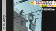 まるで綱渡り? 電線を歩く野生のサル 威嚇するカラスにつきまとわれて…どうなった? 鹿児島市