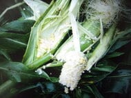 食い荒らされたスイートコーン…畑には幅11センチの足跡が…収穫に訪れた男性が畑で発見！30平方メートルに渡って食害_役場と警察、ハンターが付近を警戒〈北海道 森町〉