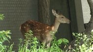 「夜の間に移動してくれたら…」札幌市の中心地に“シカ” 市は捕獲ではなく見守りへ_元居た山の方向に誘導する方針_体長1mほどのメスの成獣…居座り2日目 〈北海道札幌市〉