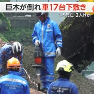 「オーマイガー！」巨木が倒れ車17台が下敷きに　交通量が多い道…