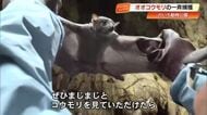 「クリクリお目目」のいち動物公園で日本一の飼育数・367匹のオオコウモリを一斉捕獲！【高知】