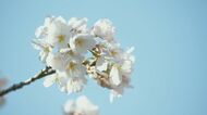 満開に咲き誇る千本桜 大阪・山中渓 世話をするのは“地域の人々” 伐採された木から”初めての花”開く【大阪発】