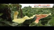 スイカを狙い撃ち？富山市で連日出没のクマ　8個食い荒らされ「今晩また来る可能性が高い」と危機感