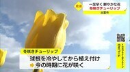 冬咲きチューリップで春を感じる・・日差しはあっても気温上がらず(島根・出雲市)