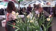 水仙まつり 2シーズン連続で中止、水仙娘の審査会も中止に【福井】