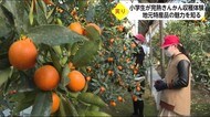 完熟キンカンの収穫を小学生が体験 宮崎県