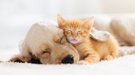 ペットを“新型コロナ”からどう守る? 環境省が注意点を公開...飼い主がいまできること