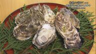 能登半島地震の影響でカキが成長?!濃厚なのに食べやすい“能登かき”生産者は「能登に足を運んでくださるネタに」