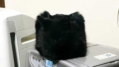 「モフモフの四角い箱…いや猫!?」“奇跡の1枚”に大反響!どんな体勢か聞いてみたら判明した