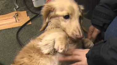 愛犬・イブの『お別れ会』に奔走していた…“紀州のドン・ファン”死の直前の行動