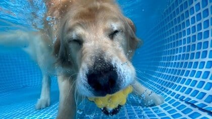 「ニヤニヤが我慢できません」スマホの待ち受け画面は愛犬のベストショット！水中でニッコリなゴールデンがかわいい