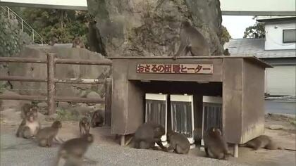 高崎山の冬の風物詩“おさるの団暖ヒーター”設置　今後さらに寒くなると「サル団子」も　大分