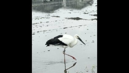 電柱の巣で生まれたコウノトリ　田んぼでバッタやカエルなど2時間の食事　足環の色から3年前に巣立ったメスの可能性