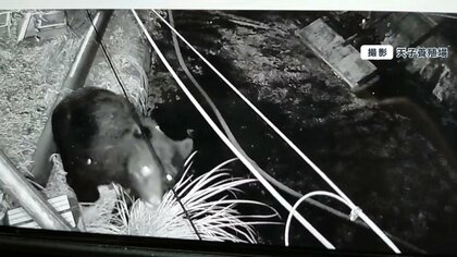 【恐怖】山梨の養殖場にクマ連続出没！ヤマメ200匹が消える… いけすウロウロ、野鳥を襲うなど“やりたい放題”