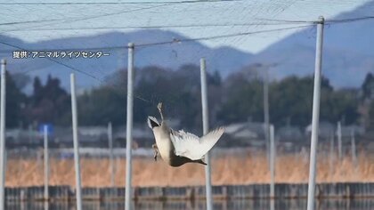 【独自】レンコン畑で“もがく”野鳥相次ぐ　防鳥ネットにからまり…畑は水深1m「助けたくても難しい」　茨城・土浦市