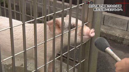 落とし物の「子豚のトントン」警察署から新たな飼い主の元へ　みんなを笑顔にする幸せの子豚◇ほか 「路上に現れた5匹の犬」「ペット向けマルシェ開催」