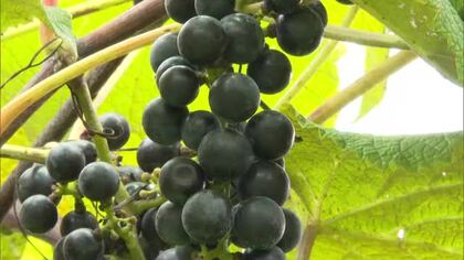 寒暖差出て糖度アップを予想！真庭市の特産・ひるぜんワインの原料「ヤマブドウ」収穫が最盛期【岡山】