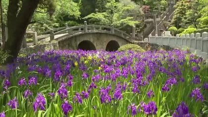 県重要文化財指定・石造りの眼鏡橋を背景に…色鮮やかな紫の「カキツバタ」笠岡市の神社で満開【岡山】